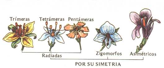 Tipo de flor segn su simetra