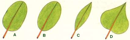 Clasificacin de las hojas por el limbo