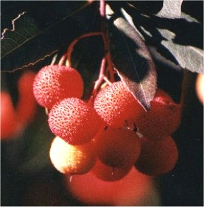 Fruto maduro